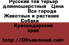 Русский той-терьер длинношерстный › Цена ­ 7 000 - Все города Животные и растения » Собаки   . Краснодарский край